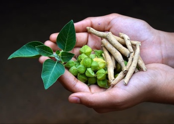 Ashwagandha - Účinná adaptogénna bylina