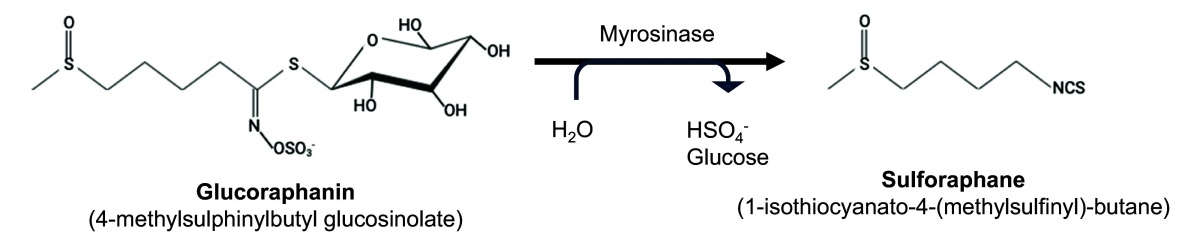 glukorafanín myrozináza sulforafan transformácia