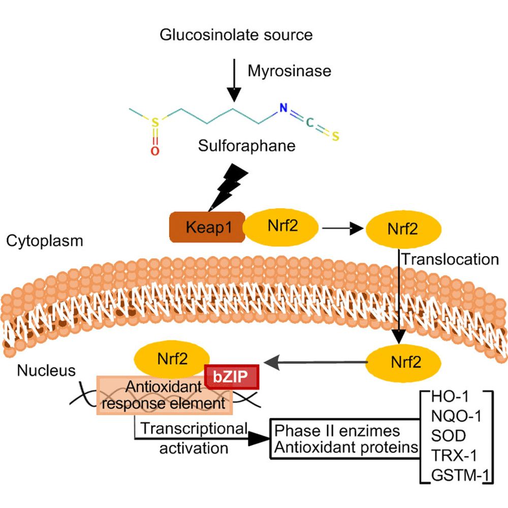 nrf2